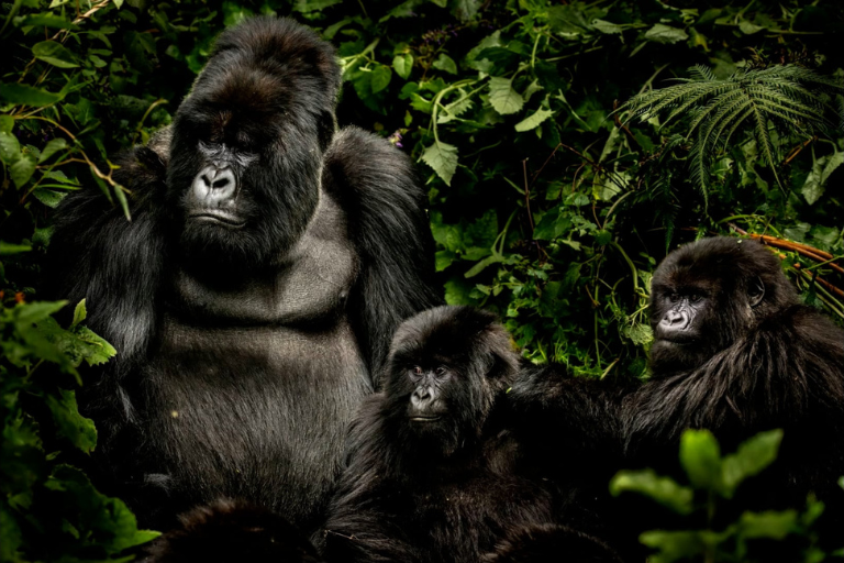 Volcanoes National Park - Rwanda