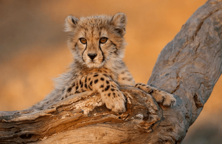 9 Day | 8 Night Kruger, Pilansberg & George Safari